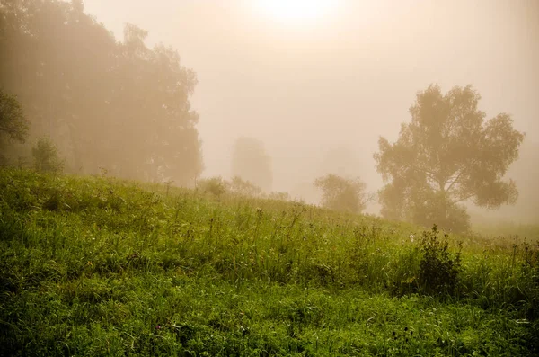 Tidig morgon. skog som gömmer sig i dimman. — Stockfoto