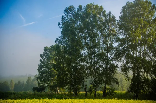 Wczesnym rankiem. las ukryty we mgle. — Zdjęcie stockowe