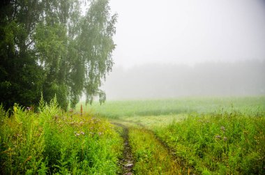 Yağmurdan sonra doğa. Kırsal toprak yol. sulu yeşiller