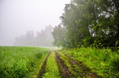 Yağmurdan sonra doğa. Kırsal toprak yol. sulu yeşiller