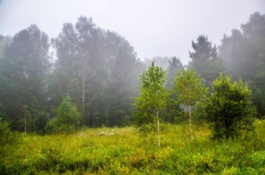 Sabah erkenden. Orman sisin içinde saklanıyor..
