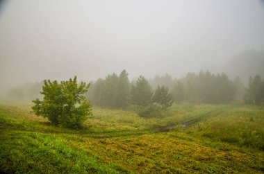 Sabah erkenden. Orman sisin içinde saklanıyor..
