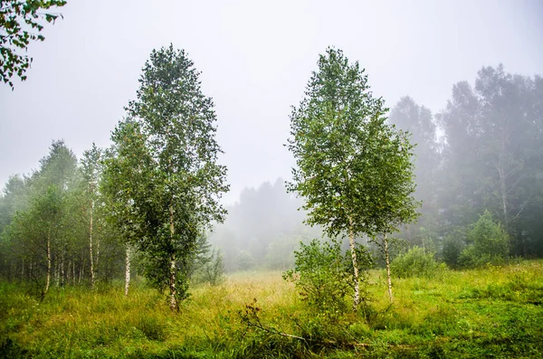 Temprano por la mañana. bosque escondido en la niebla. —  Fotos de Stock