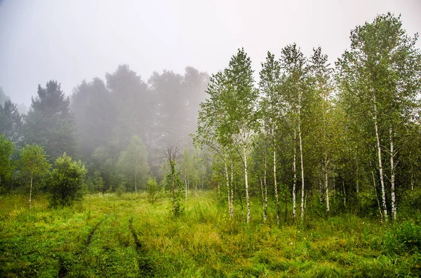 Temprano por la mañana. bosque escondido en la niebla. sendero forestal. —  Fotos de Stock