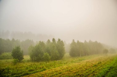 Sabah erkenden. Orman sisin içinde saklanıyor..