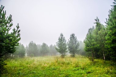 Sabah erkenden. Orman sisin içinde saklanıyor..