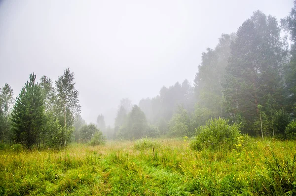 Temprano por la mañana. bosque escondido en la niebla. —  Fotos de Stock