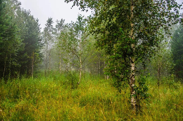 Temprano por la mañana. bosque escondido en la niebla. —  Fotos de Stock