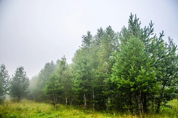 Temprano por la mañana. bosque escondido en la niebla. —  Fotos de Stock