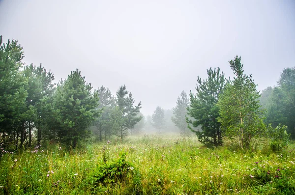 Temprano por la mañana. bosque escondido en la niebla. sendero forestal. —  Fotos de Stock