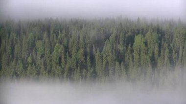 Yoğun kozalaklı ormanlarla kaplı kalın bir sis..