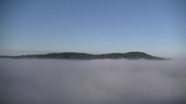 Πυκνή Ομίχλη Καλυμμένη Πυκνό Κωνοφόρο Δάσος — Αρχείο Βίντεο