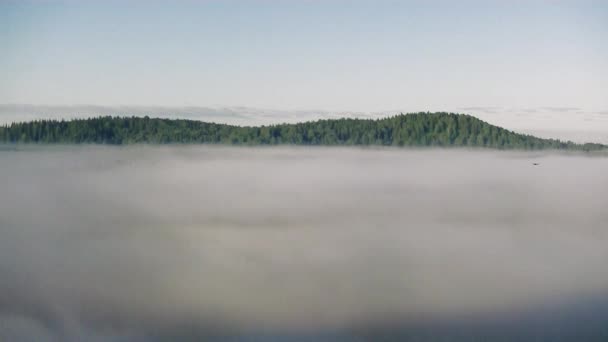 brouillard épais couvert d'épaisse forêt de conifères .