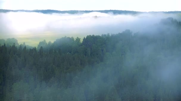 厚い針葉樹林に覆われた濃霧 — ストック動画
