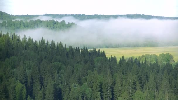 Густой Туман Покрытый Густым Хвойным Лесом — стоковое видео