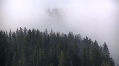 Yoğun kozalaklı ormanlarla kaplı kalın bir sis..