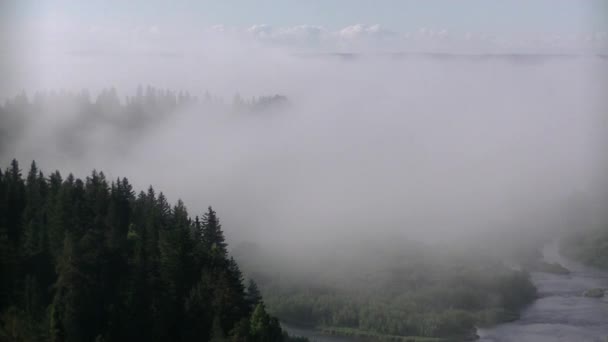 brouillard épais couvert d'épaisse forêt de conifères .