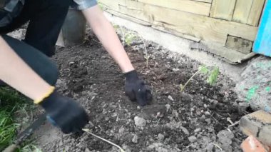 Arazi üzerinde çalış. Genç bir filiz dikiyorum.