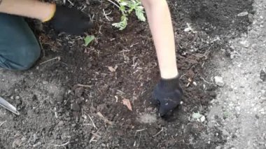 Arazi üzerinde çalış. Genç bir filiz dikiyorum.