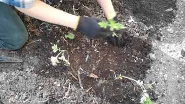 Arazi üzerinde çalış. Genç bir filiz dikiyorum.