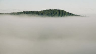 Yoğun kozalaklı ormanlarla kaplı kalın bir sis.