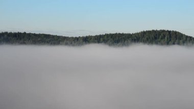 Yoğun kozalaklı ormanlarla kaplı kalın bir sis.