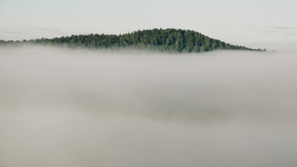 brouillard épais couvert d'épaisse forêt de conifères 
