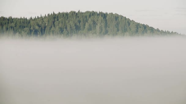 brouillard épais couvert d'épaisse forêt de conifères 
