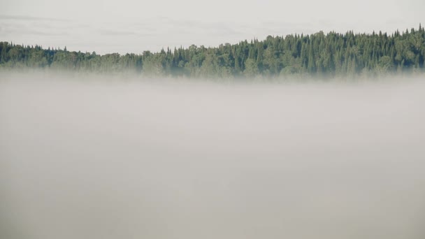 brouillard épais couvert d'épaisse forêt de conifères 