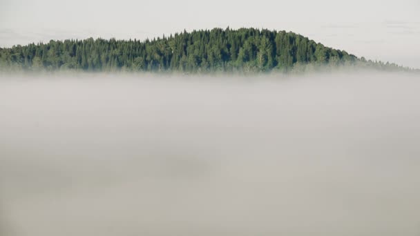 Thick Fog Covered Thick Coniferous Forest — Stock Video