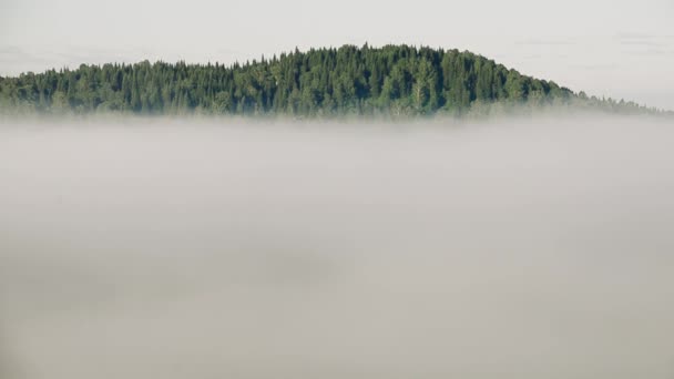 brouillard épais couvert d'épaisse forêt de conifères 