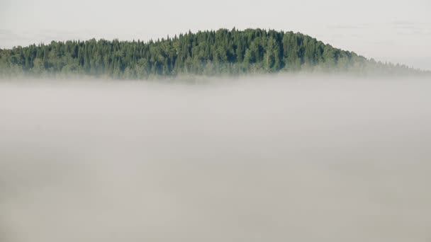 brouillard épais couvert d'épaisse forêt de conifères 