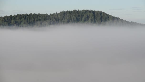 brouillard épais couvert d'épaisse forêt de conifères 