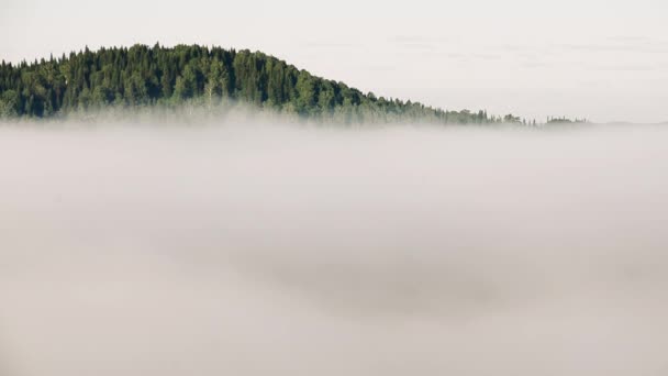brouillard épais couvert d'épaisse forêt de conifères 
