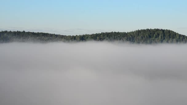 浓雾覆盖着茂密的针叶林 — 图库视频影像