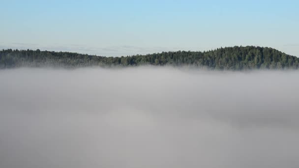 brouillard épais couvert d'épaisse forêt de conifères 