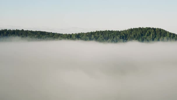Thick Fog Covered Thick Coniferous Forest — Stock Video