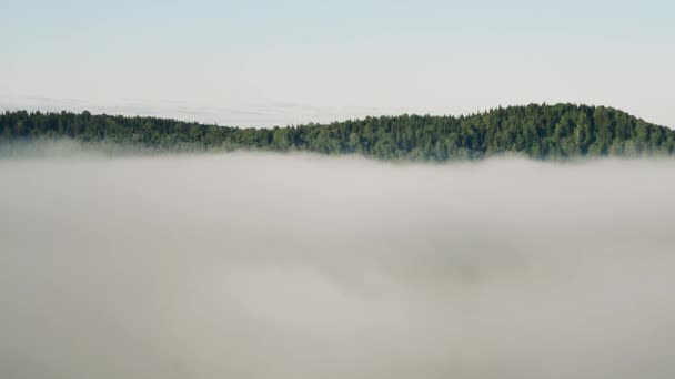 brouillard épais couvert d'épaisse forêt de conifères 