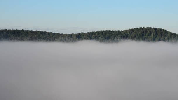 brouillard épais couvert d'épaisse forêt de conifères 