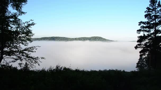 brouillard épais couvert d'épaisse forêt de conifères 