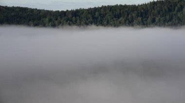 Yoğun kozalaklı ormanlarla kaplı kalın bir sis.