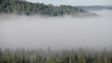 Yoğun kozalaklı ormanlarla kaplı kalın bir sis.
