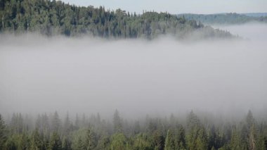 Yoğun kozalaklı ormanlarla kaplı kalın bir sis.