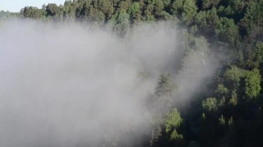 Yoğun kozalaklı ormanlarla kaplı kalın bir sis.
