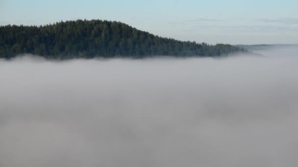 Thick Fog Covered Thick Coniferous Forest — Stock Video