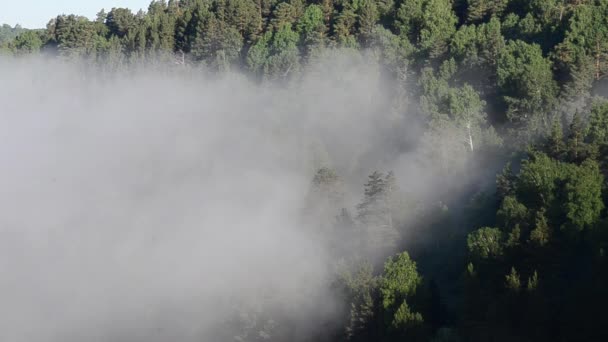 Dichter Nebel Bedeckt Von Dichtem Nadelwald — Stockvideo