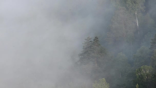 Brouillard Épais Couvert Épaisse Forêt Conifères — Video