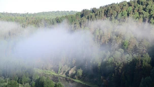 Nevoeiro Espesso Coberto Com Densa Floresta Coníferas Rio Montanha Névoa — Vídeo de Stock