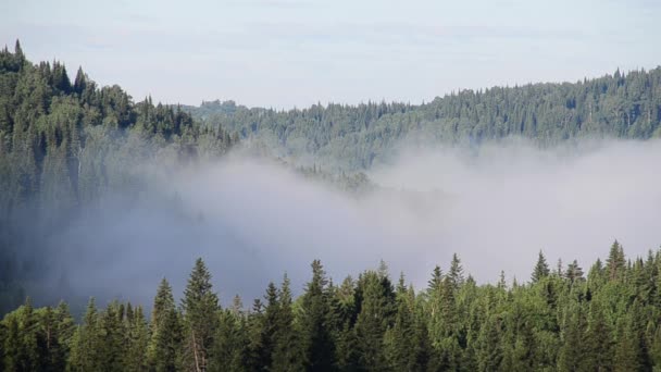 Thick Fog Covered Thick Coniferous Forest — Stock Video