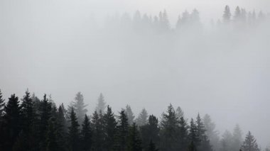 Yoğun kozalaklı ormanlarla kaplı kalın bir sis.